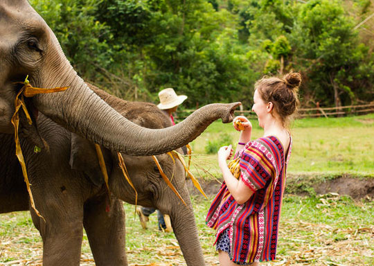 Phuket Elephant Jungle Sanctuary