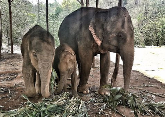 Phuket Elephant Jungle Sanctuary