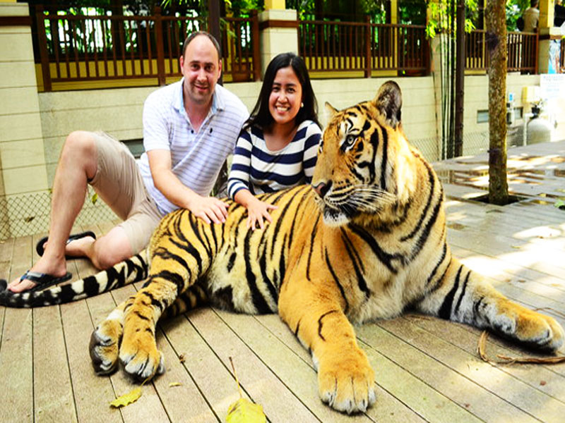 tiger kingdom phuket tour