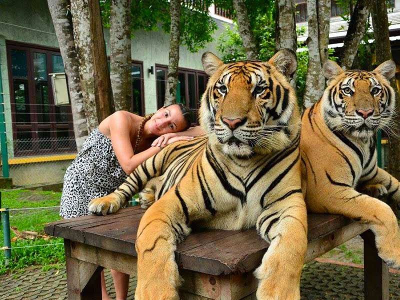 Tiger Kingdom Tour Phuket Nature & Wildlife Areas • Zoos